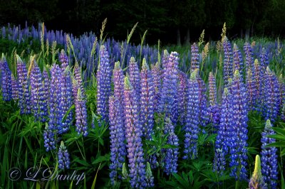 *** 111.8 - Lupines:  Shades of Moody Blue