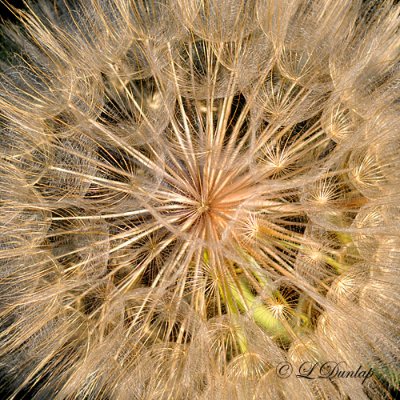 208.8 - Salsify Puffball