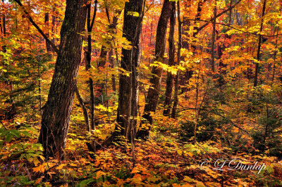 86.8 - Sawtooth Mountains: Autumn Woods
