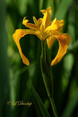 218.1 - Yellow Iris
