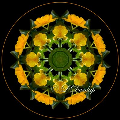 Marsh Marigolds -- Northwoods Kaleidoscope
