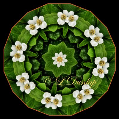 Canadian Dogwood Wreath -- Northwoods Kaleidoscope