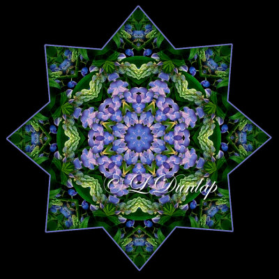 * Lupine Star -- Northwoods Kaleidoscopes