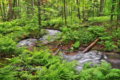 *** 63.3 - Superior Township Countryside:  Copper Creek And Spring Ferns, With Deer