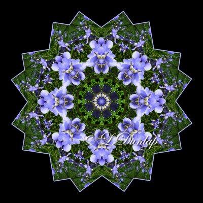 Violets -- Northwoods Kaleidoscopes