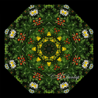 Daisies, Hawkweed, and Trefoil -- Northwoods Kaleidoscope
