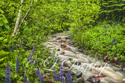 ** 75.7(OP) - Oil:  Schroeder Lupine Creek -- Photograph With Oil Paint Effect