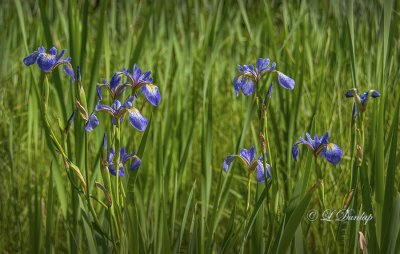 230.1 - Wild Iris Patch  