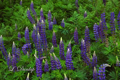 234.2 - Wild Blue Lupine Field