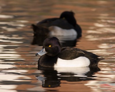 Kuifeend / Tufted Duck