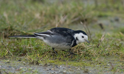 Rouwkwikstaart / Pied Wagtail