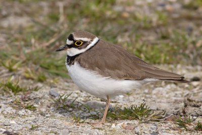 Kleine Plevier / Little Ringed Plover