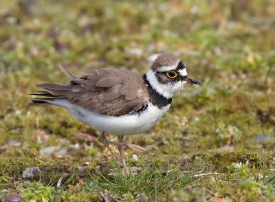 Kleine Plevier / Little Ringed Plover