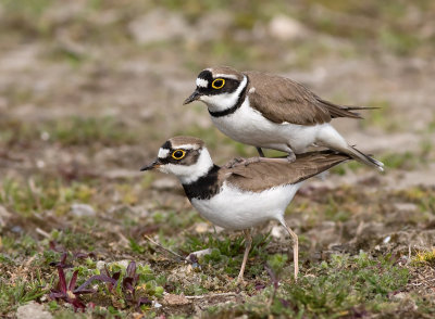 Kleine Plevier / Little Ringed Plover