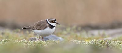 Kleine Plevier / Little Ringed Plover