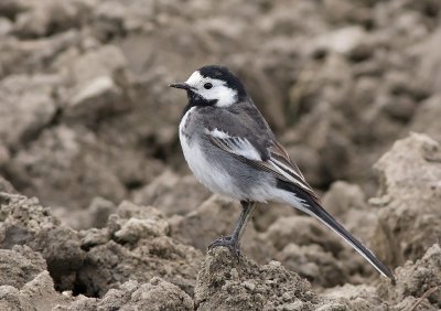 Rouwkwikstaart / Pied Wagtail