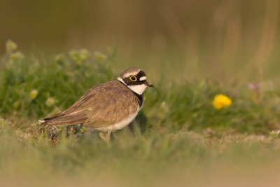Kleine Plevier / Little Ringed Plover