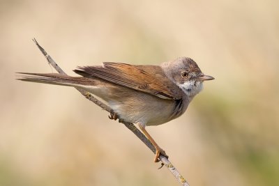 Grasmus / Common Whitethroat