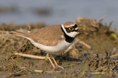 Kleine Plevier / Little Ringed Plover