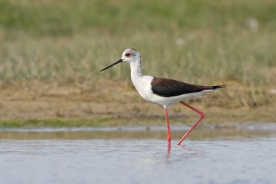 Steltkluut / Black-winged Stilt