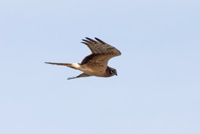 Grauwe Kiekendief / Montagu's Harrier