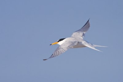 Dwergstern / Little Tern