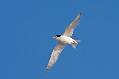 Dwergstern / Little Tern