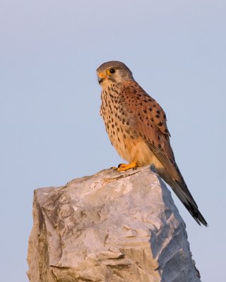 Torenvalk / Kestrel