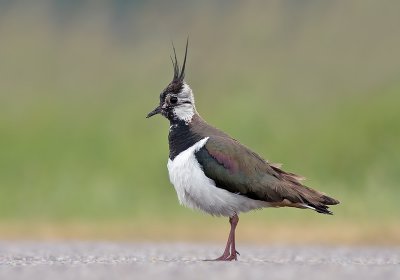 Kievit / Lapwing