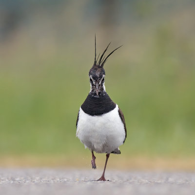 Kievit / Lapwing