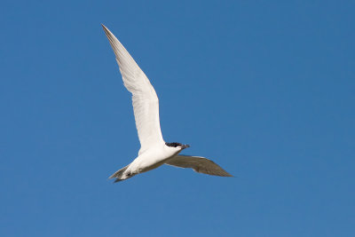 Lachstern / Gull-billed Tern