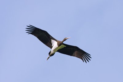 Zwarte Ooievaar / Black Stork