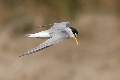 Dwergstern / Little Tern