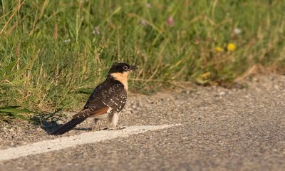 Kuifkoekoek / Great Spotted Cuckoo