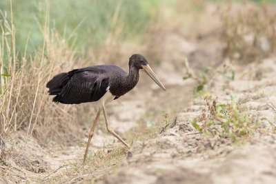 Zwarte Ooievaar / Black Stork