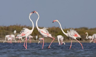 Flamingo / Flamingo