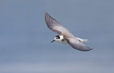 Zwarte Stern / Black Tern