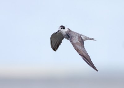 Zwarte Stern / Black Tern