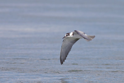 Zwarte Stern / Black Tern