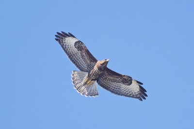 Buizerd / Buzzard