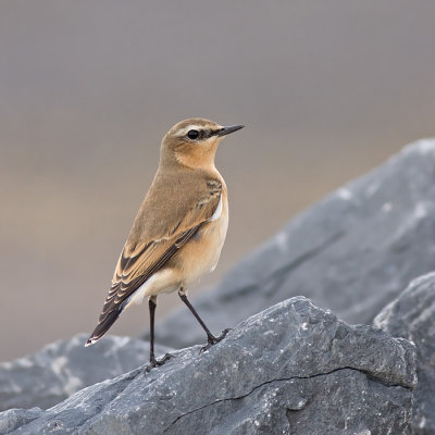 Tapuit / Wheatear