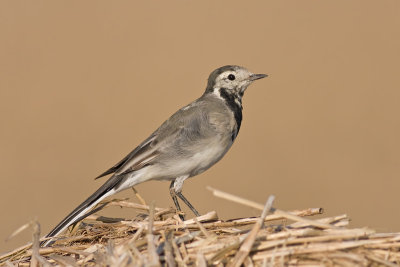 Witte Kwikstaart / White Wagtail