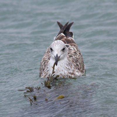 Geelpootmeeuw / Yellow-legged Gull