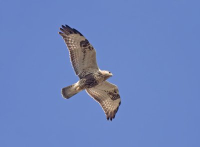 Ruigpootbuizerd / Rough-legged Buzzard