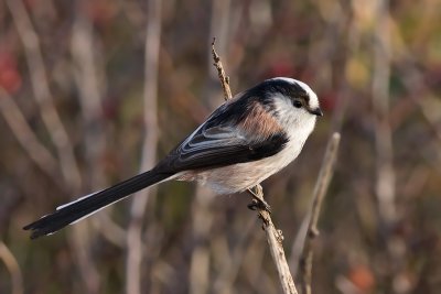 Staartmees / Long-tailed Tit