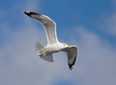 Geelpootmeeuw / Yellow-legged Gull