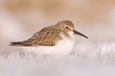 Bonte Strandloper / Dunlin