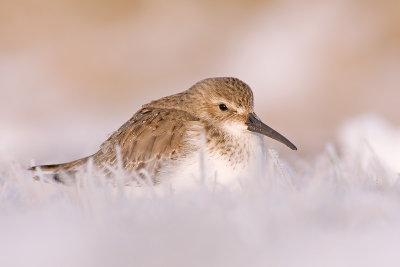 Bonte Strandloper / Dunlin