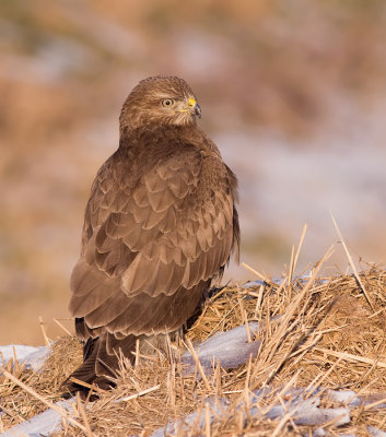 Buizerd / Buzzard