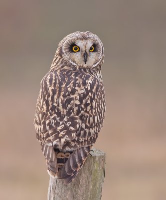 Velduil / Short-eared Owl